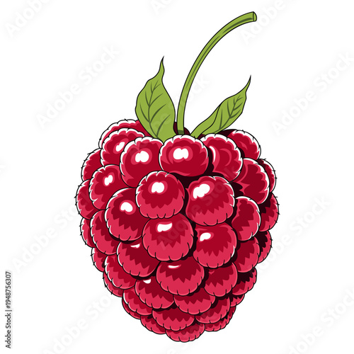 Raspberry and Blackberry with Green Leaves Isolated on White Background Macro Closeup.