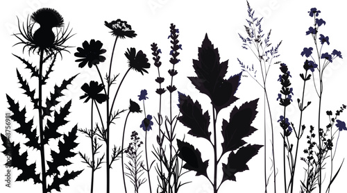 Bilde på lerret Collection of Wildflower and Meadow Plant Silhouettes Featuring Thistles Lavende
