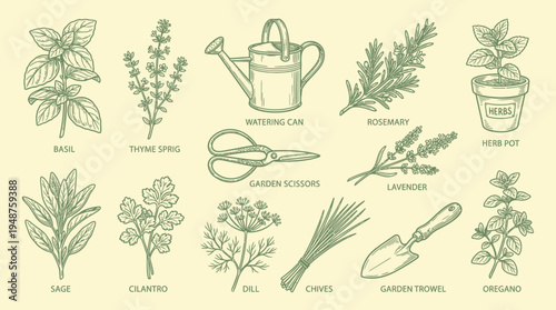 A charming hand-drawn illustration showcasing a variety of common culinary herbs and essential gardening tools, presented in a vintage botanical style.