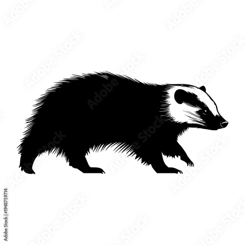 Black and White Illustration of a Badger Walking.