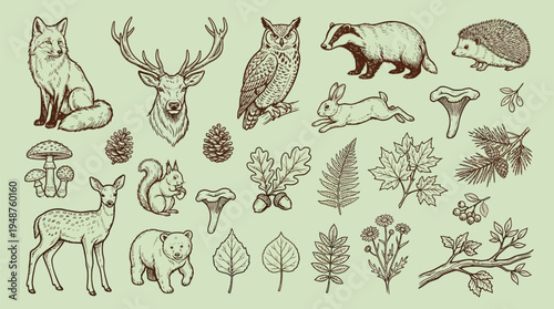 A detailed illustration of various woodland creatures, plants, and natural elements, presented in a vintage, hand-drawn style.