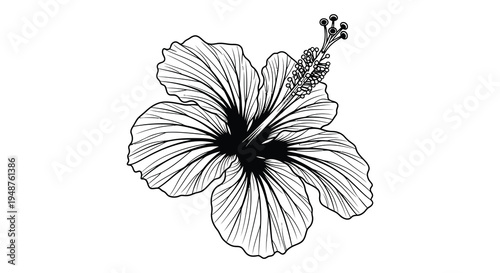 Detailed black and white illustration of a hibiscus flower with prominent veins a striking silhouette