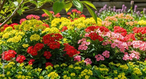 Vibrant flowerbed bursting with color in a sunny garden.