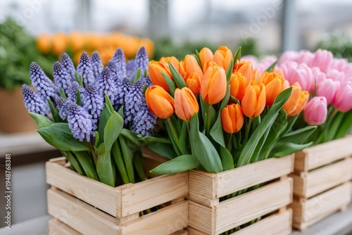 Spring flowers presenting vibrant tulips and muscari in wooden crates