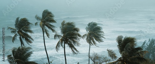The palm trees bending in stormy ocean wind along a misty tropical coastline