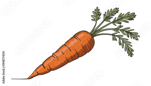 One continuous line illustration of an Carrots vegetable , isolated on white background.
