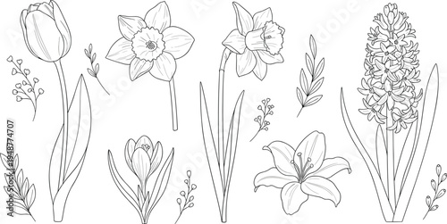 Hand drawn spring flowers botanical line art vector set featuring tulip daffodil lily hyacinth and crocus floral elements isolated for elegant nature design