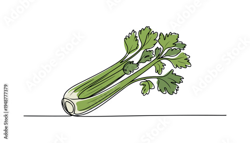 One continuous line illustration of an Celery vegetable , isolated on white background.