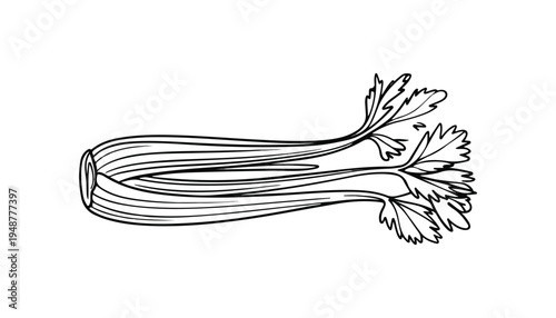 One continuous line illustration of an Celery vegetable , isolated on white background.