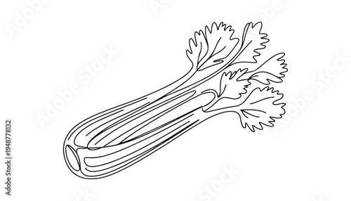 One continuous line illustration of an Celery vegetable , isolated on white background.