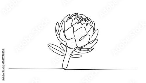 One continuous line illustration of an Artichoke vegetable , isolated on white background.