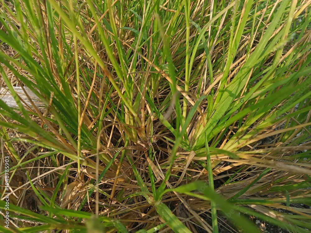 Obraz premium wild grass landscape in the morning with a little dew