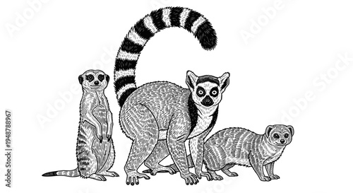 Three cute mammals: Ring-tailed Lemur, Meerkat, and Mongoose illustration