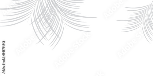 Shadow effects with tropical palm leaves in the corner. Flat lay background with tropical leaf shadow. Applicable for mockup, template background.