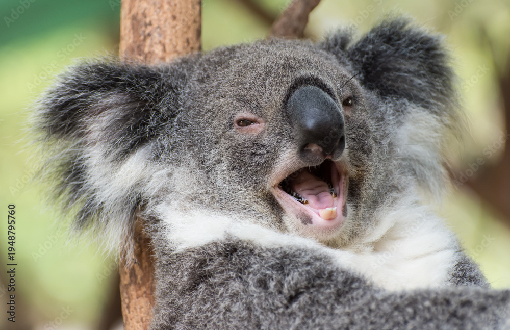 Obraz premium Smiling koala in a tree