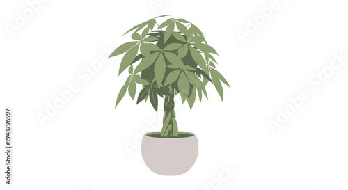 Braided Money Tree Plant in a Pot - Pachira Aquatica Indoor Plant