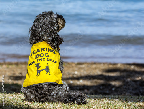 Tableau sur toile Hearing Dog for the deaf