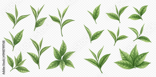 Set of fresh green tea leaves and sprouts, natural organic herbal plant elements for healthy drinks and beverages.