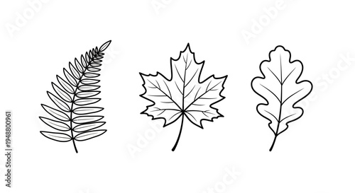 Set of Three Botanical Illustrations: Fern, Maple Leaf, and Oak Leaf