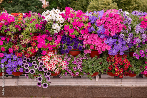 Photos Vibrant petunia flowers blooming in terracotta pots creating a colorful garden d