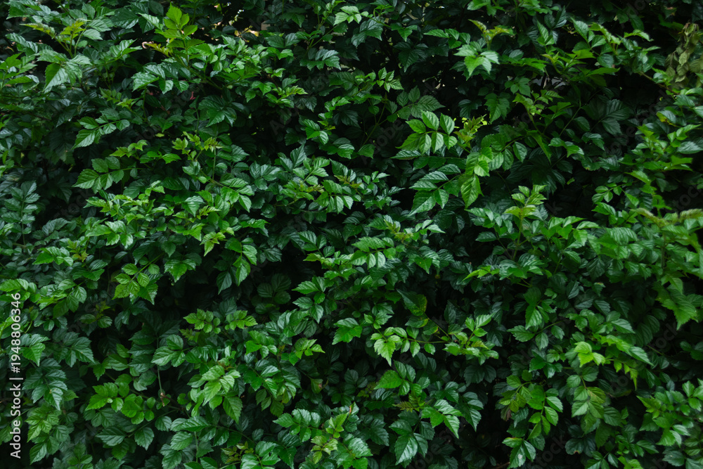 Obraz premium Lush Creeping Fig Dense Green Leaf Background