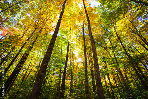 Obraz na plátne View looking up at the forest canopy in bold autumn colors