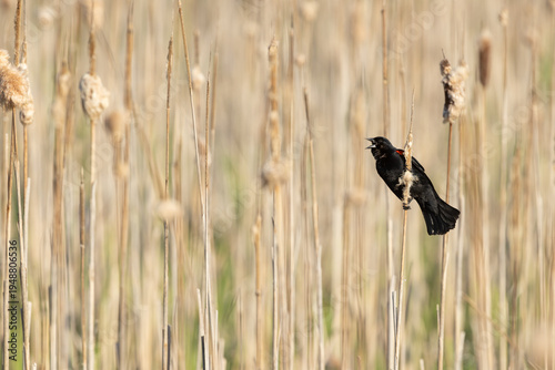 Wallpaper Mural Male Red-winged Blackbird calling among spring cattails Torontodigital.ca