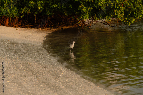 Wallpaper Mural Willet shorebird wading in shallow coastal water near a sandy be Torontodigital.ca