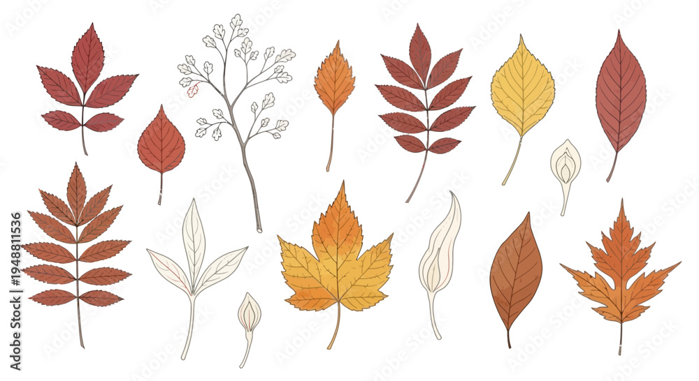 Obraz premium Autumn leaves illustration collection isolated on white background