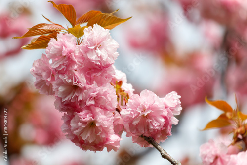 Pink sakura flowers on tree branches in the park