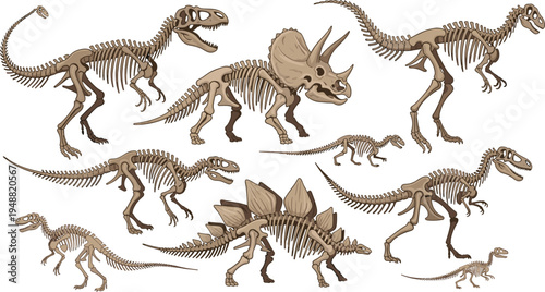 Dinosaur Skeleton Collection Featuring T Rex Triceratops and Stegosaurus Fossil Bones Prehistoric Animal Skeleton Illustration Set