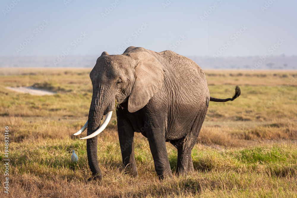 Fototapeta premium Portrait of an elephant from Amboseli. Kenya, Africa