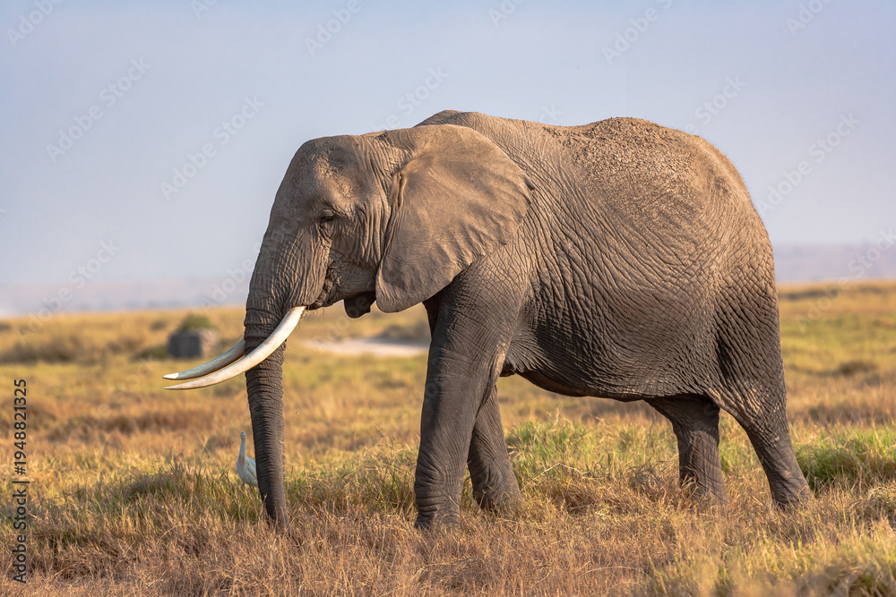 Fototapeta premium Portrait of an elephant from Amboseli. Kenya, Africa