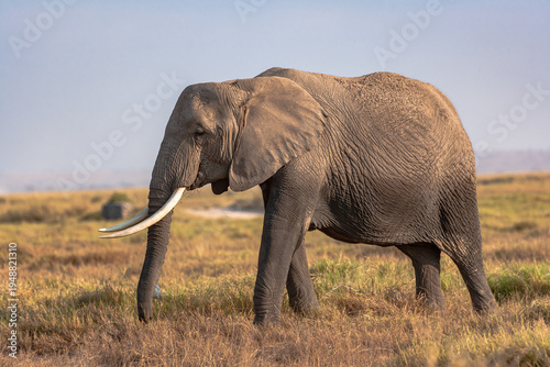 Portrait of an elephant from Amboseli. Kenya, Africa
