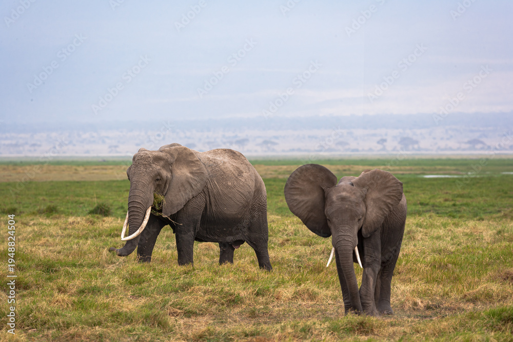 Fototapeta premium A meeting between two elephants in the Amboseli wilderness. Kenya, Africa.
