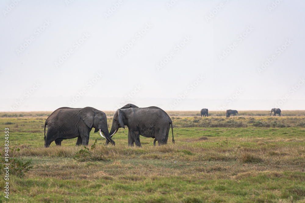 Fototapeta premium A meeting between two elephants in the Amboseli wilderness. Kenya, Africa.