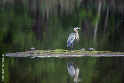 Great Blue Heron Standing in a pond surrounded by Emerald Water