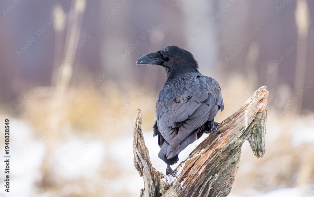 Fototapeta premium Common Raven - in winter at a wetland