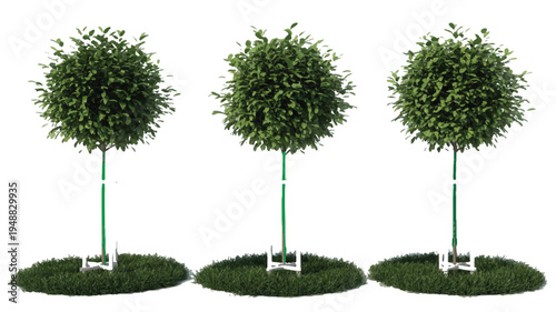 Three decorative trees with green foliage and staked trunks