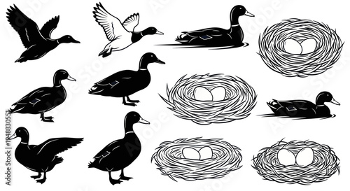 Duck Collection: Flying, Swimming, Nesting with Eggs, Silhouette Icon Set