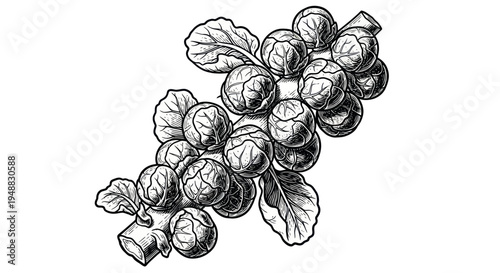 Hand-drawn illustration of Brussels sprouts on a stalk with leaves, isolated on white.