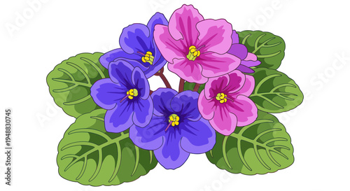 Vibrant African Violets with Green Leaves Isolated on White Background