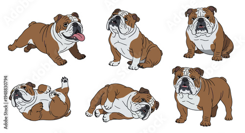 Adorable English Bulldog Poses Collection, Cute Dog Illustrations