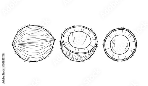 Coconut fruit outline sketch collection tropical vector illustration