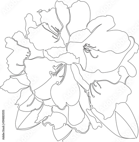 Continuous One Line Drawing of Great Laurel Flower eps10