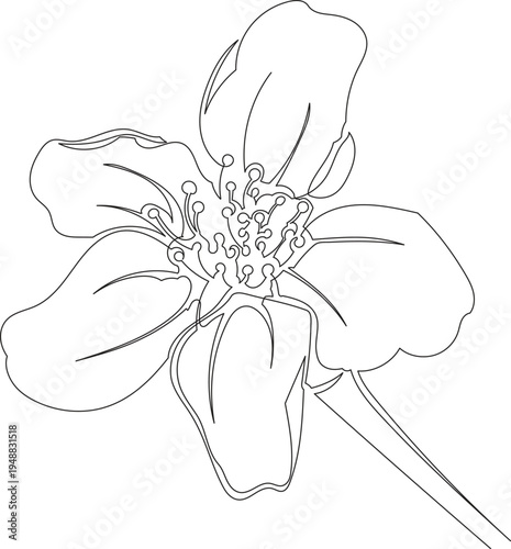 Continuous One Line Drawing of Cherry Blossom Flower eps10