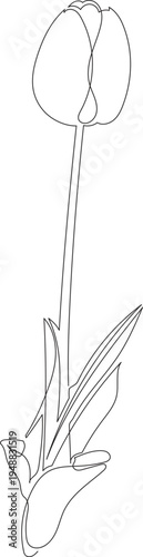 Continuous One Line Drawing of Tulip Flower Bud eps10