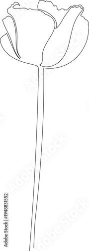 Continuous One Line Drawing of Poppy Flower eps10