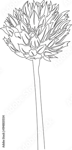 Continuous One Line Drawing of Chives Flower eps10