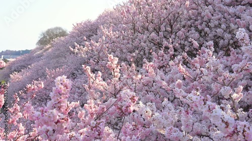 満開に咲き乱れるピンク色が濃い桜「春めき桜」（神奈川県南足柄市 / 一ノ堰ハラネ）